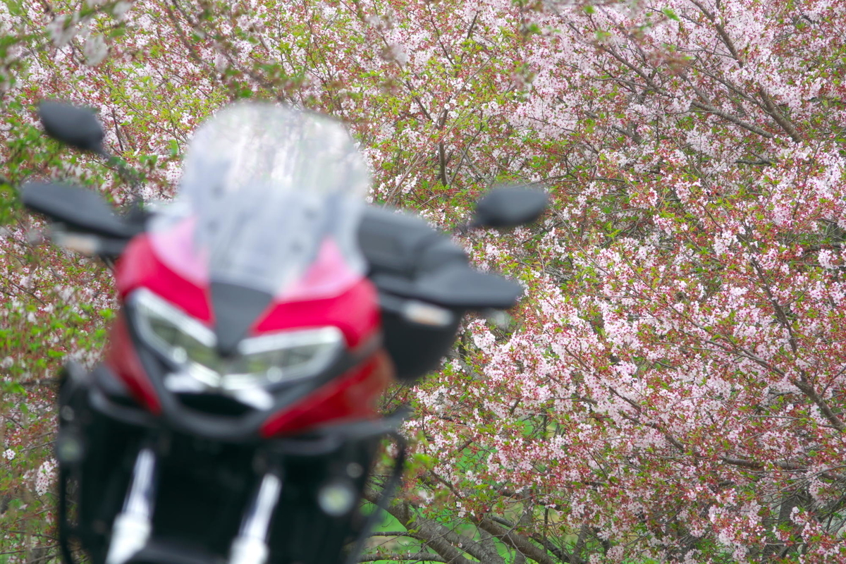 f:id:gan_jiro:20210404082724j:plain