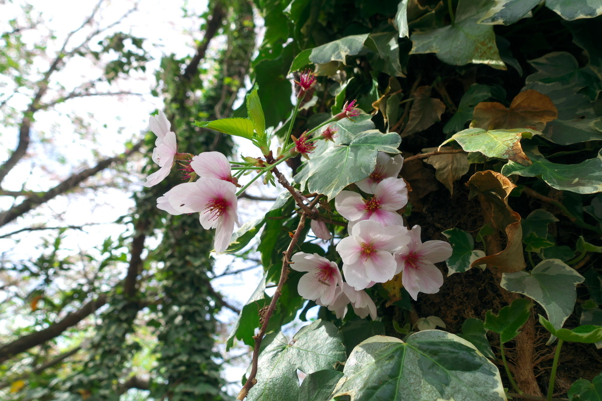 f:id:gan_jiro:20210404085920j:plain