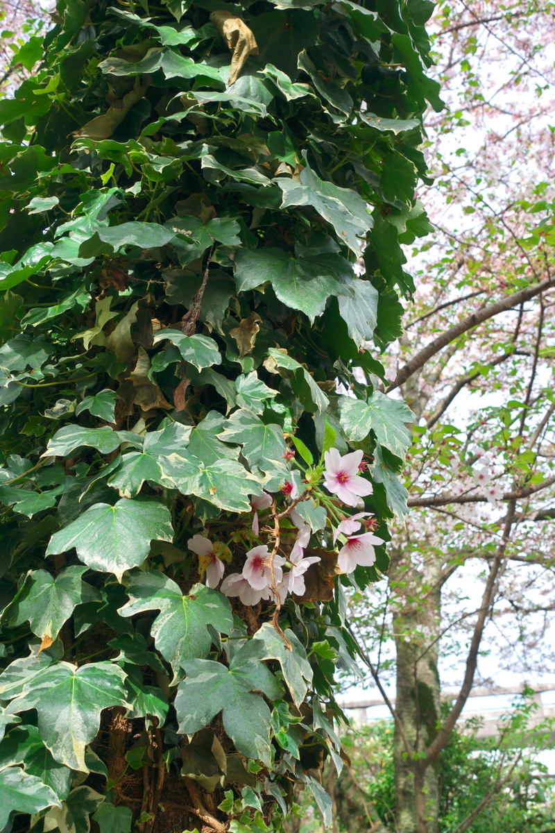 f:id:gan_jiro:20210404085930j:plain