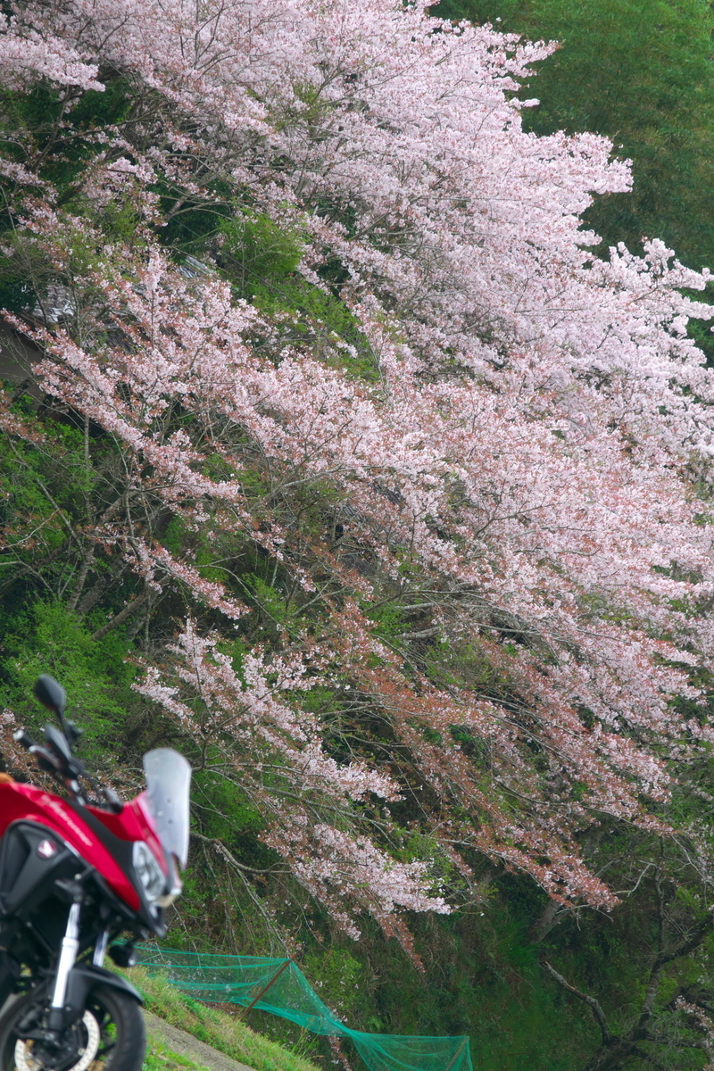 f:id:gan_jiro:20210404091606j:plain