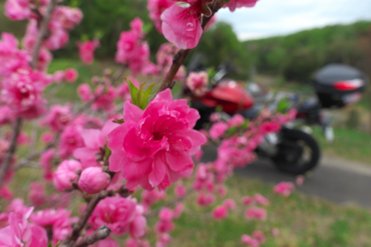 f:id:gan_jiro:20210404092951j:plain