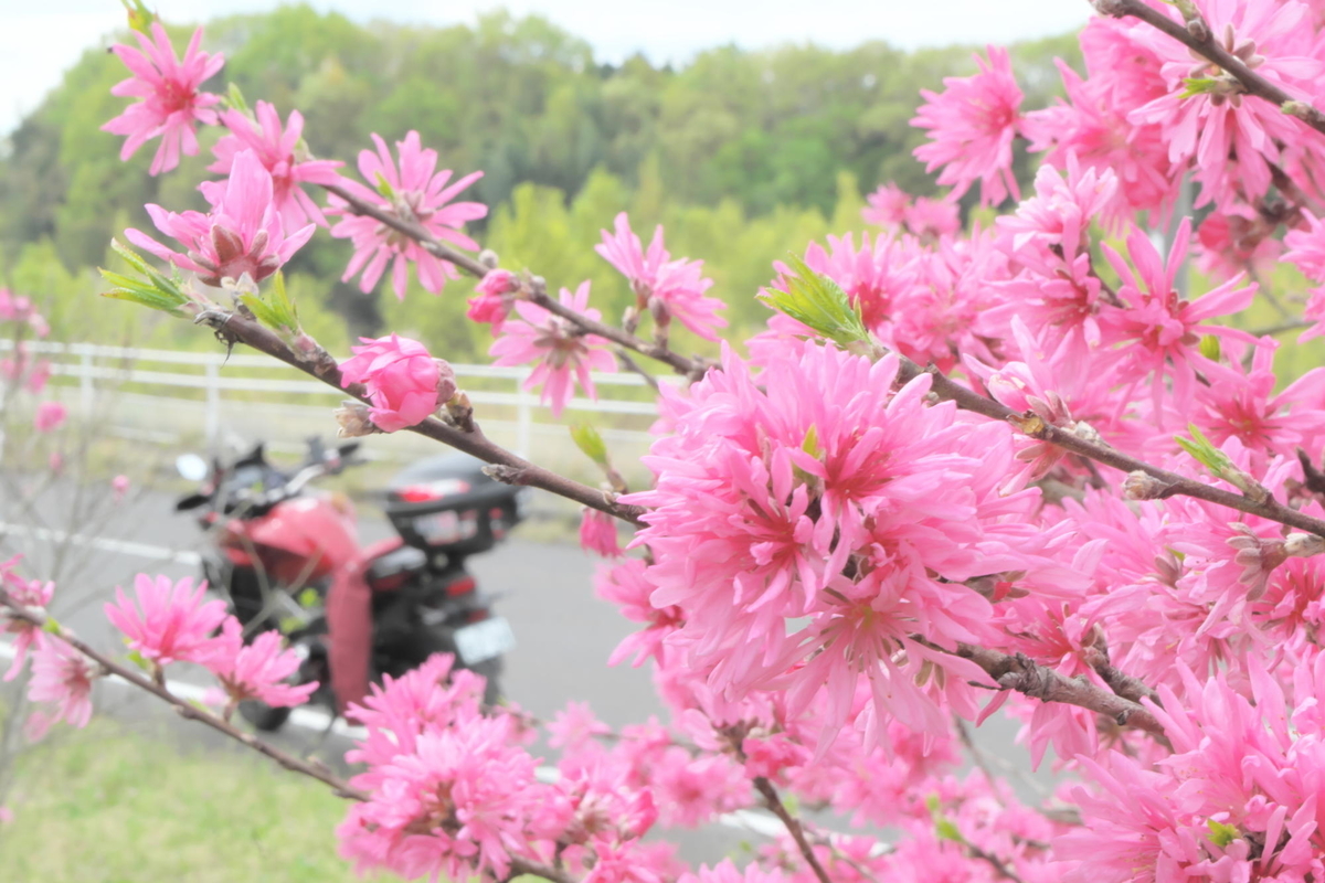 f:id:gan_jiro:20210404093926j:plain