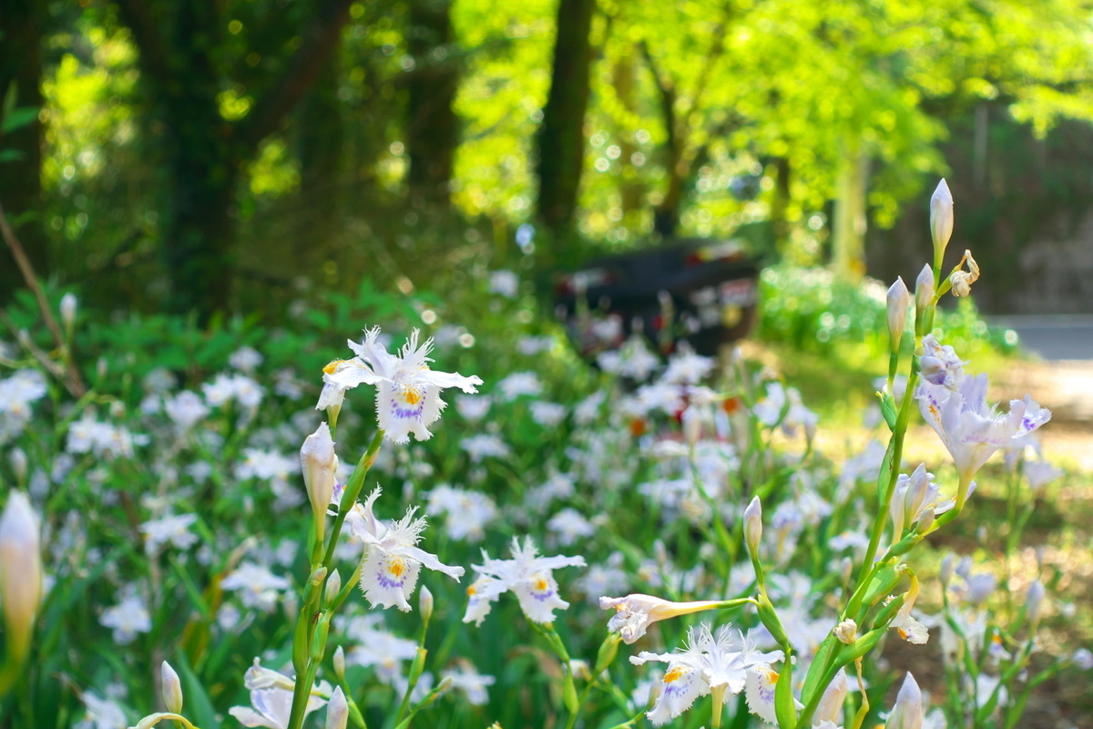 f:id:gan_jiro:20210420093843j:plain