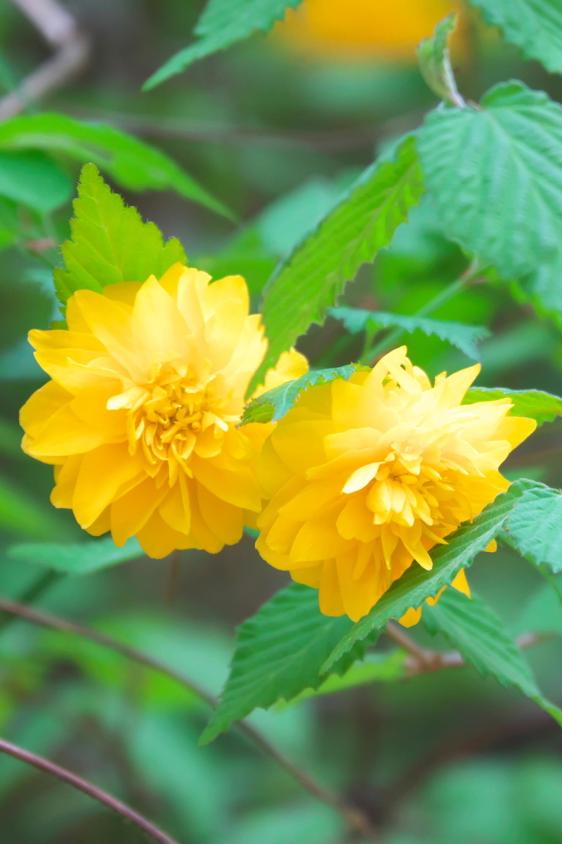 f:id:gan_jiro:20210420115406j:plain