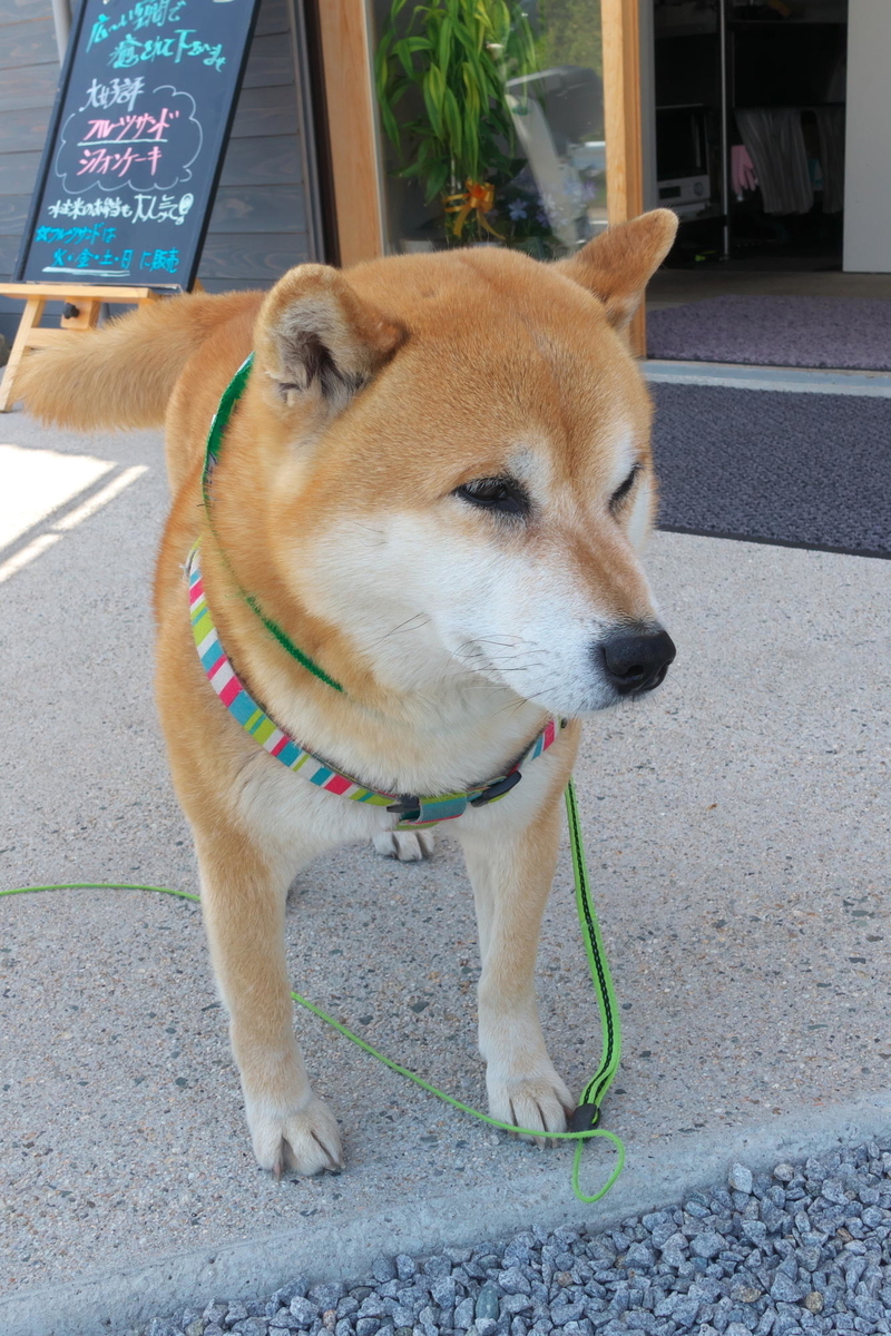 f:id:gan_jiro:20210420130929j:plain