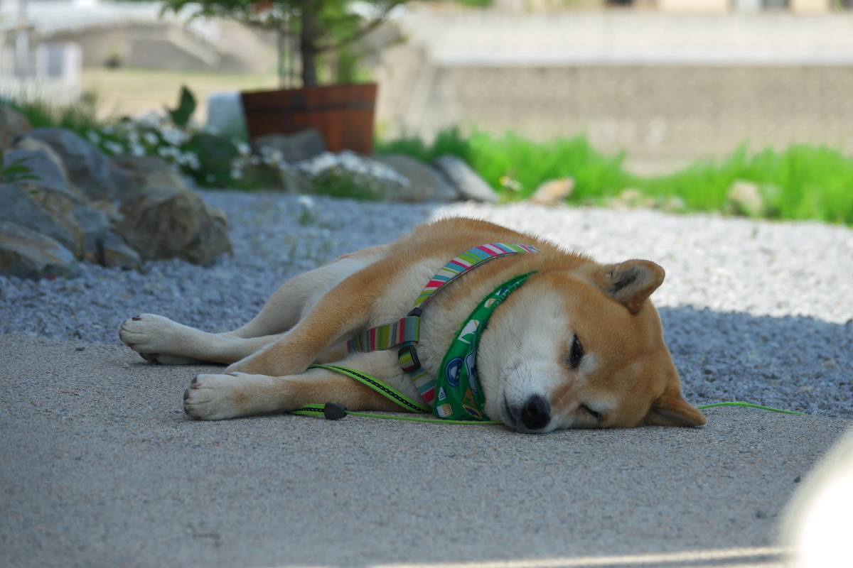 f:id:gan_jiro:20210420134358j:plain