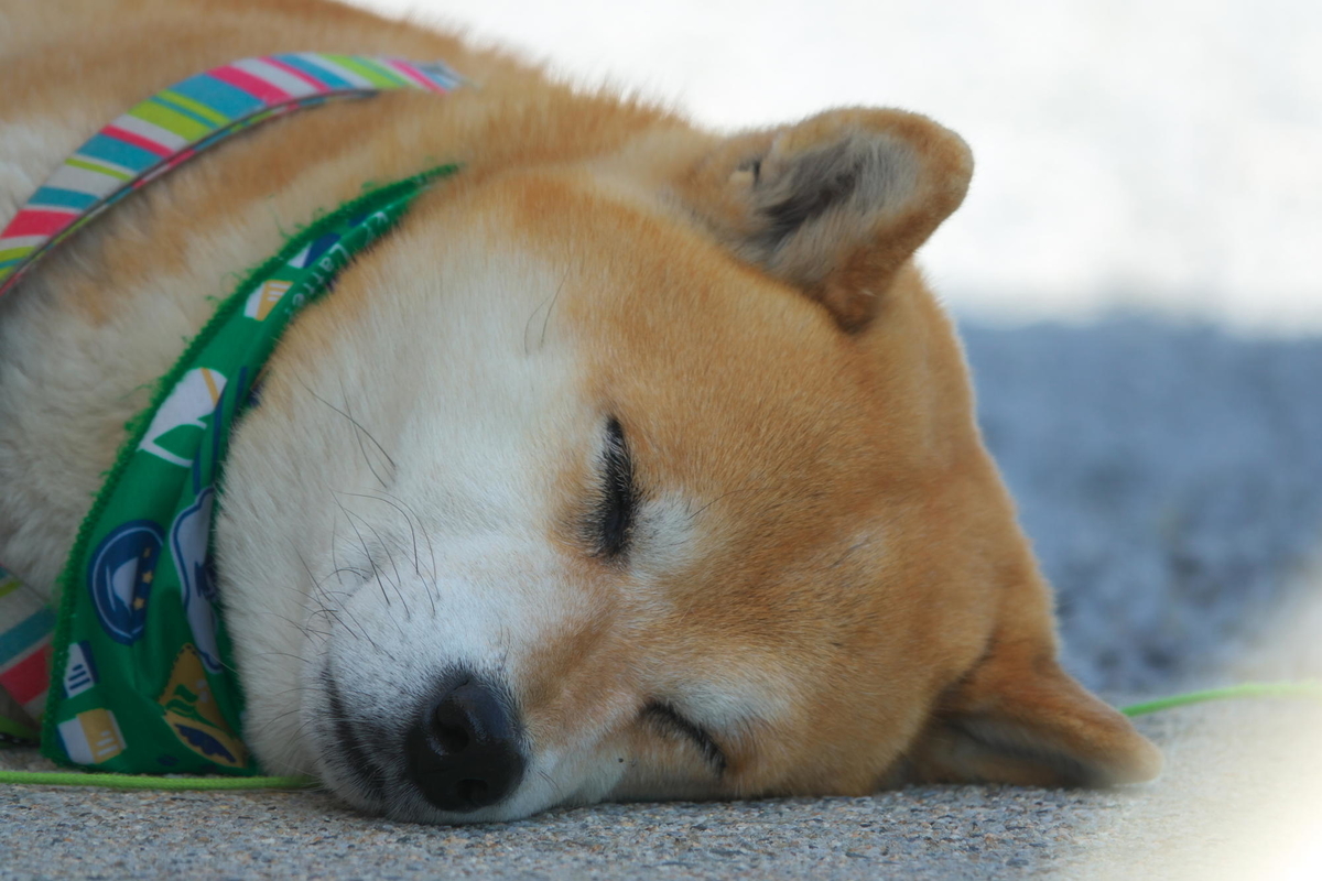 f:id:gan_jiro:20210420134408j:plain