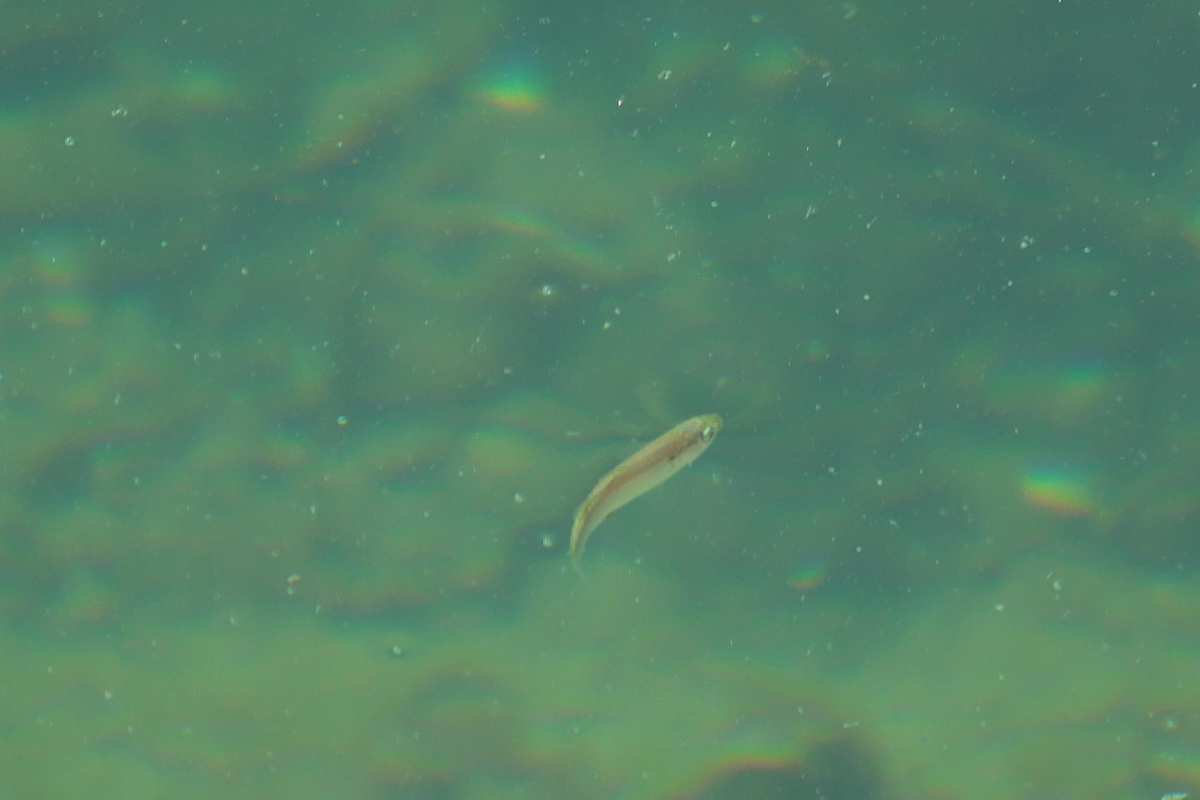 f:id:gan_jiro:20210420151609j:plain