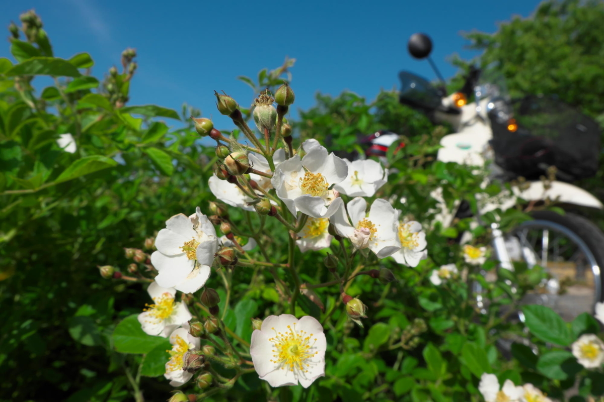 f:id:gan_jiro:20210420152255j:plain