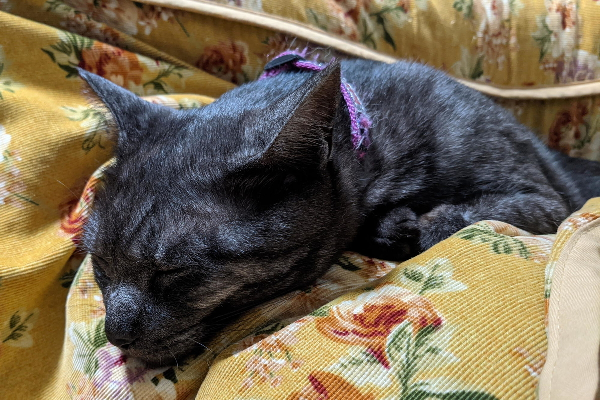 f:id:gan_jiro:20210501183242j:plain