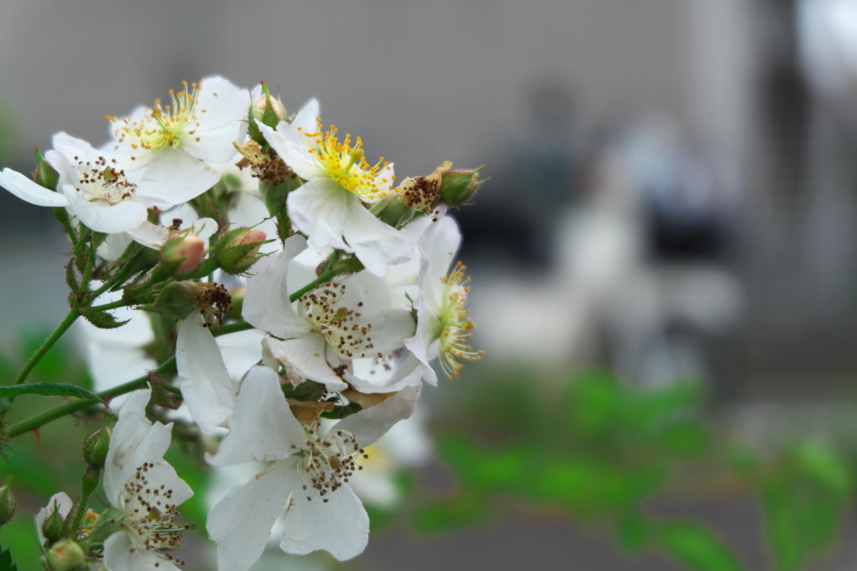 f:id:gan_jiro:20210508130352j:plain