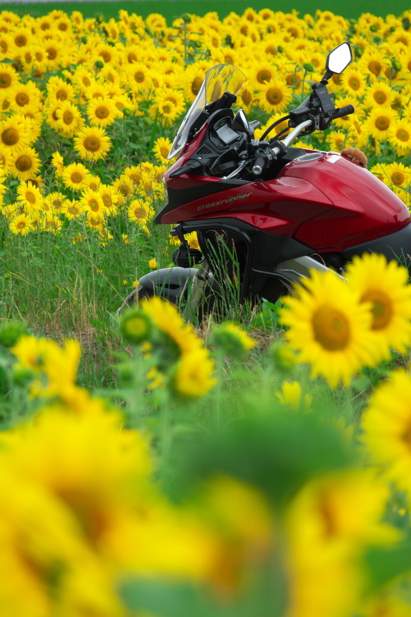 f:id:gan_jiro:20210615122542j:plain