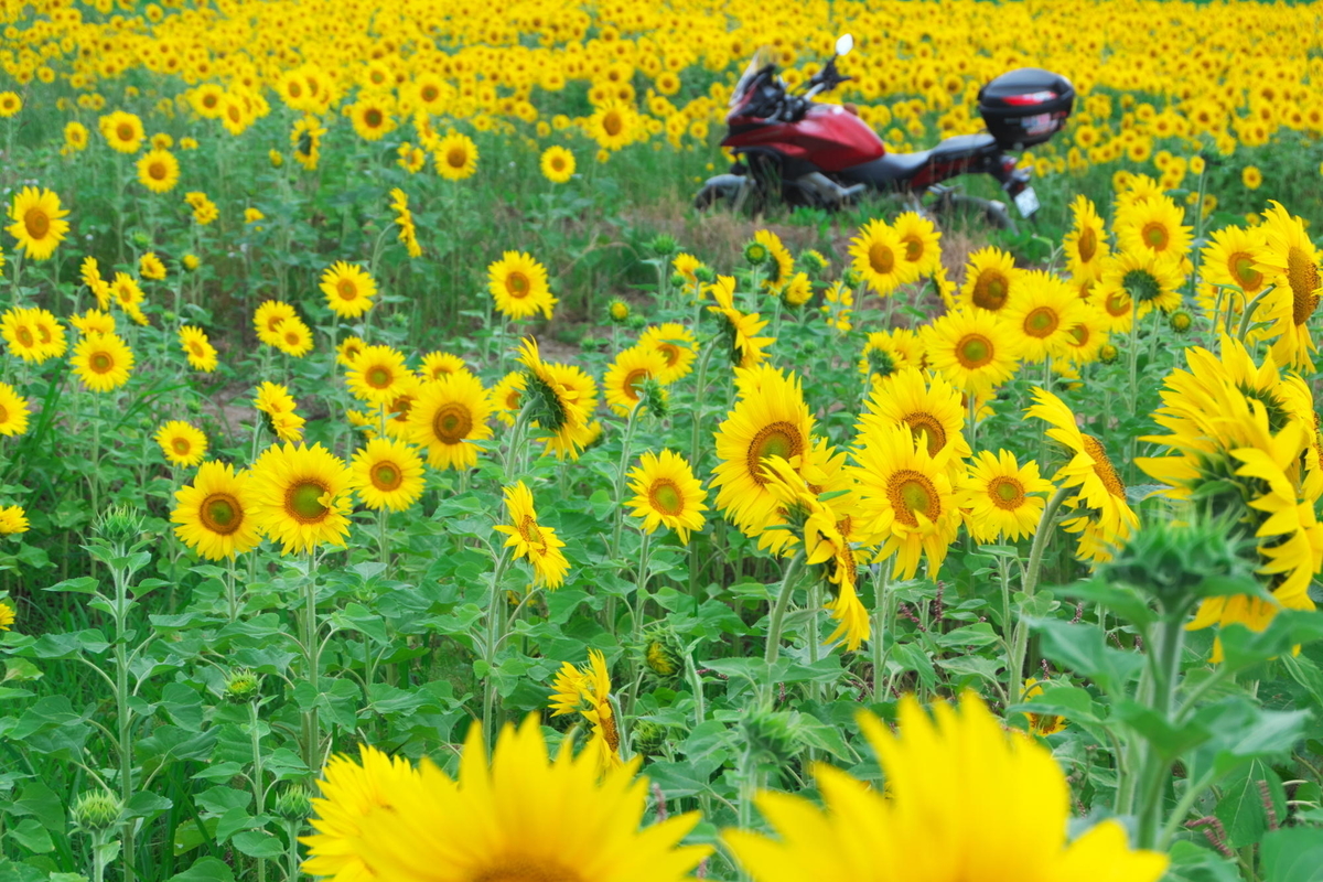 f:id:gan_jiro:20210615122929j:plain