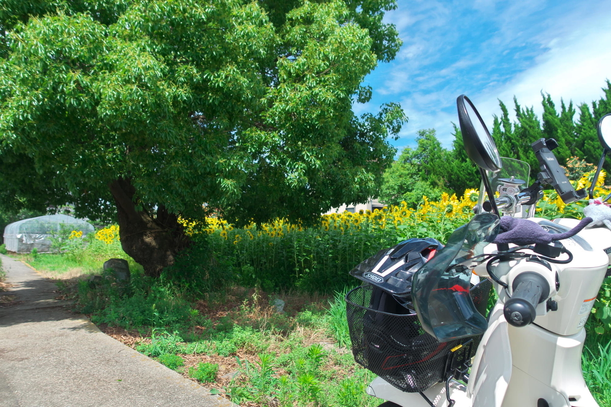 f:id:gan_jiro:20210620140858j:plain