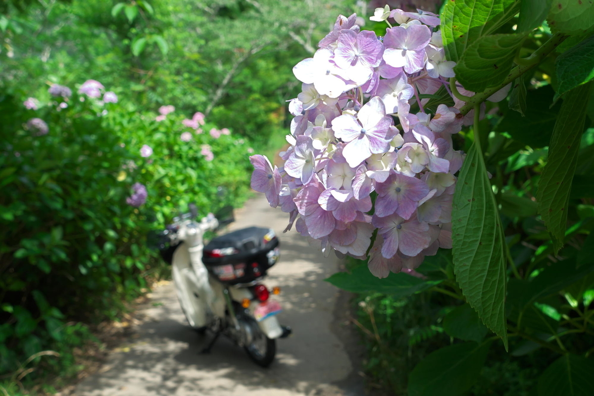 f:id:gan_jiro:20210620142736j:plain