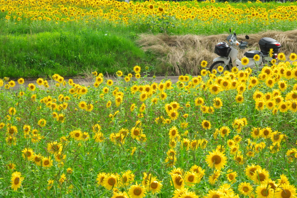 f:id:gan_jiro:20210620151325j:plain