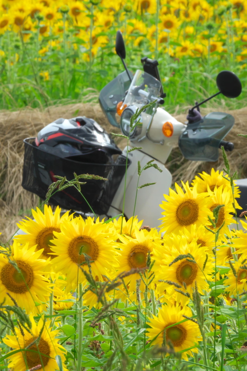 f:id:gan_jiro:20210620151408j:plain