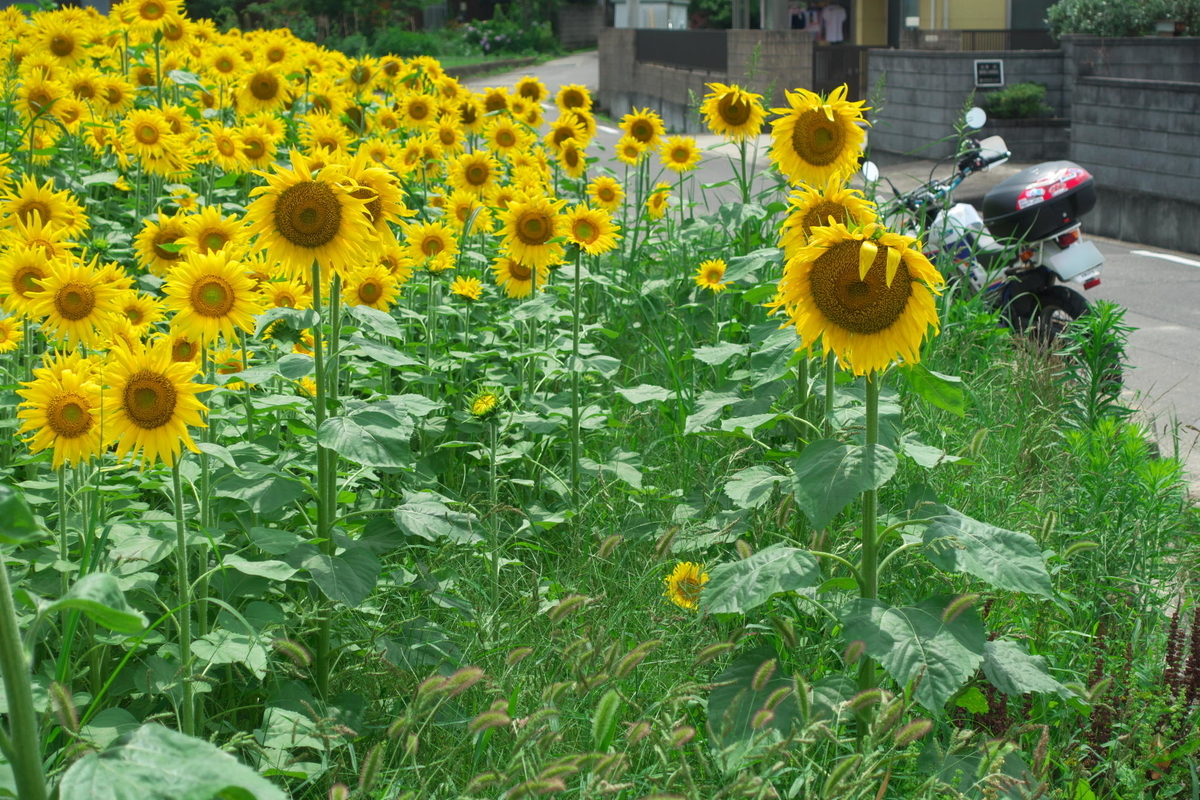 f:id:gan_jiro:20210704134050j:plain