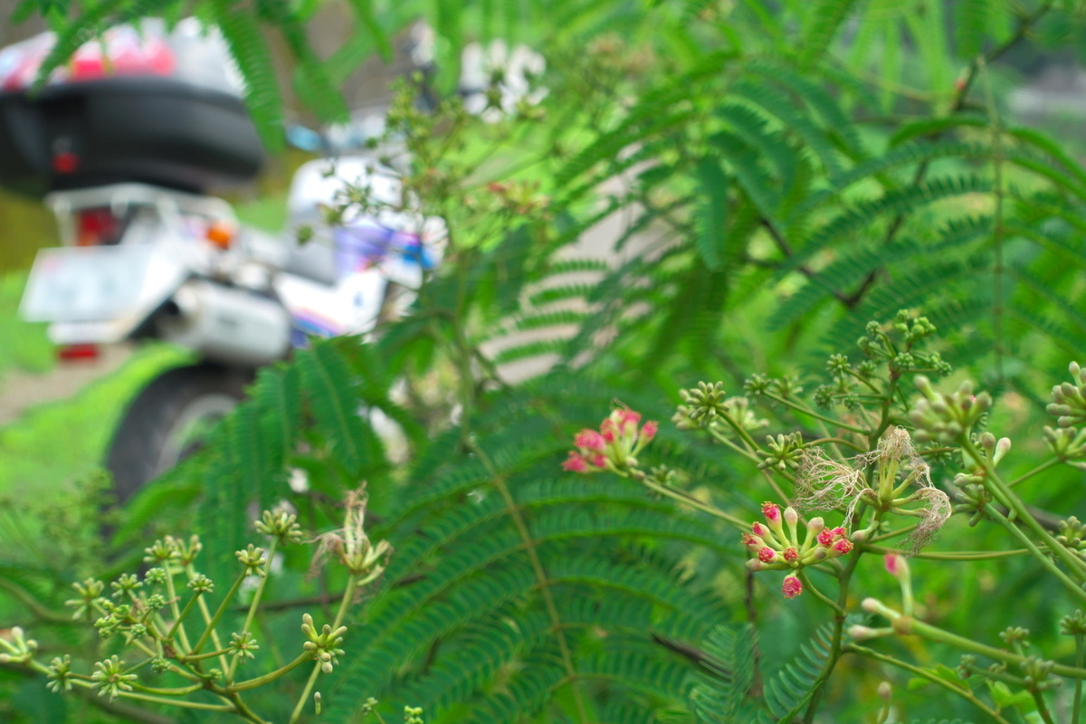 f:id:gan_jiro:20210704145431j:plain