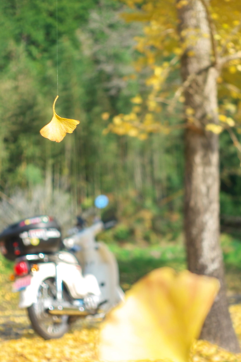 f:id:gan_jiro:20211116112154j:plain