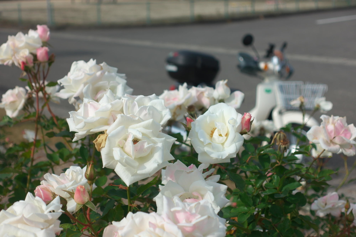 f:id:gan_jiro:20211121130944j:plain