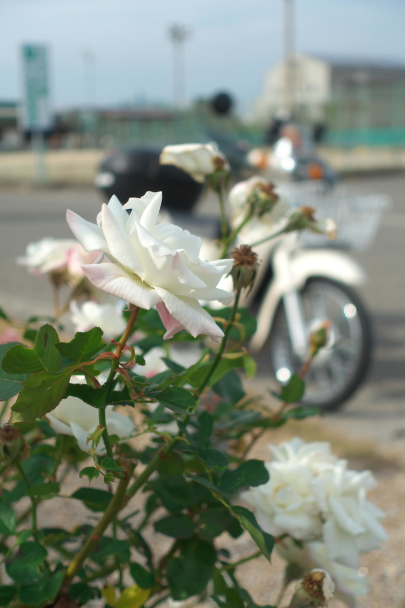 f:id:gan_jiro:20211121131007j:plain