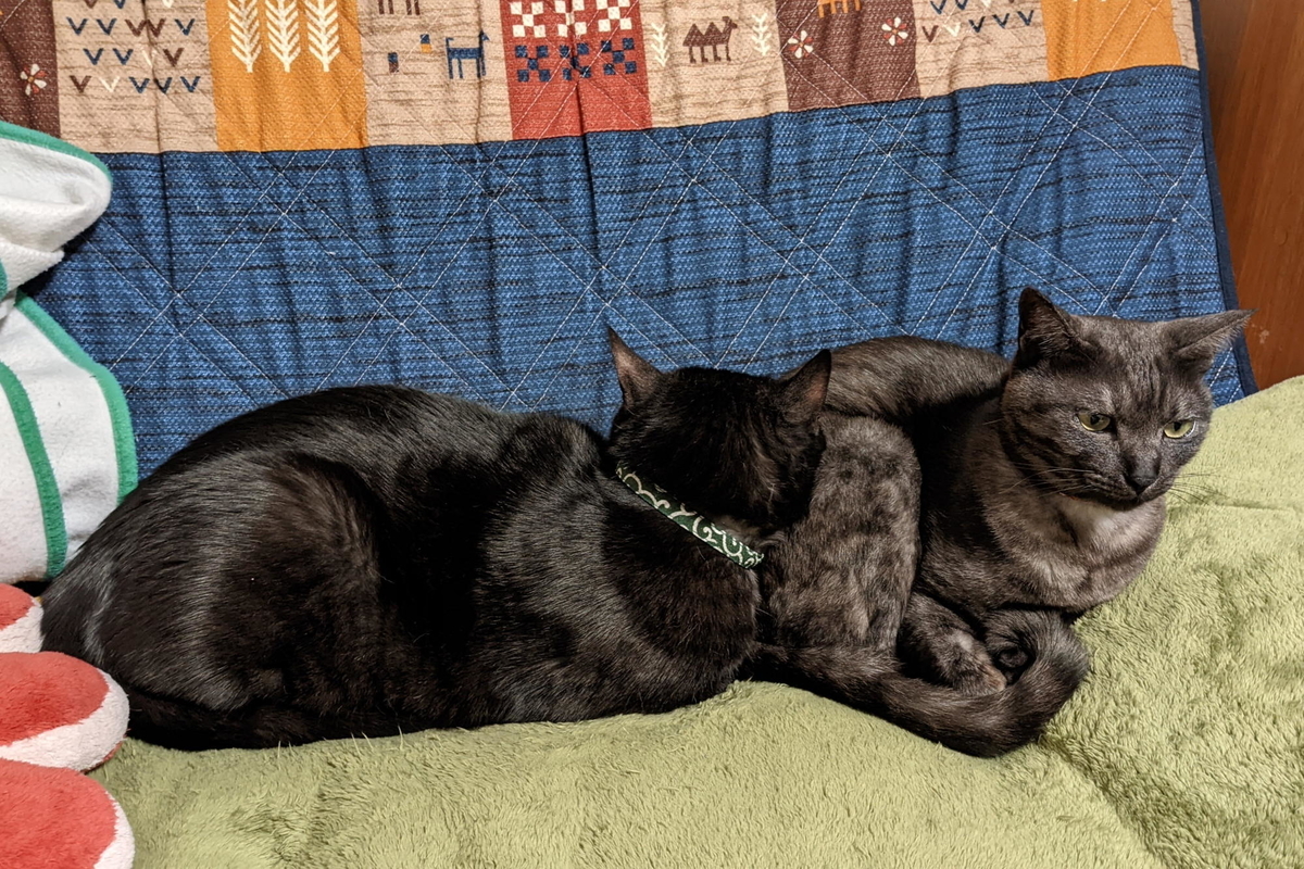 f:id:gan_jiro:20220211224550j:plain