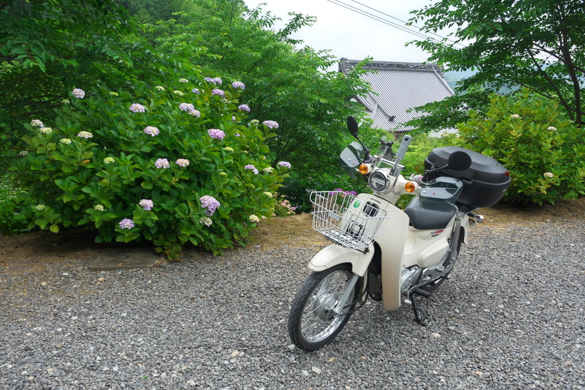 ようやく紫陽花 ご近所花散歩 蒼天快走記
