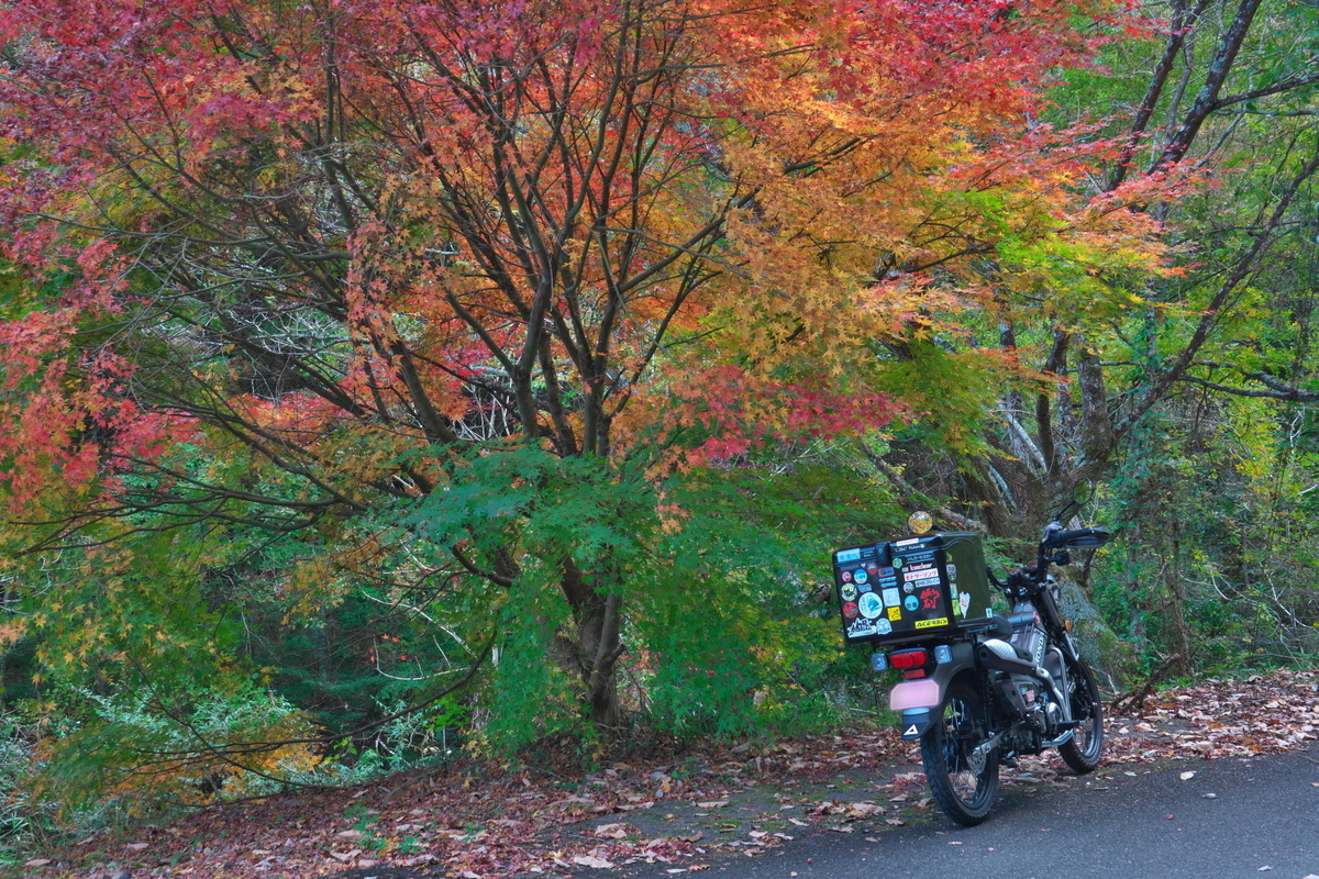 紅葉を探してプチツー 秋は深まり、爺は凍える - 蒼天快走記
