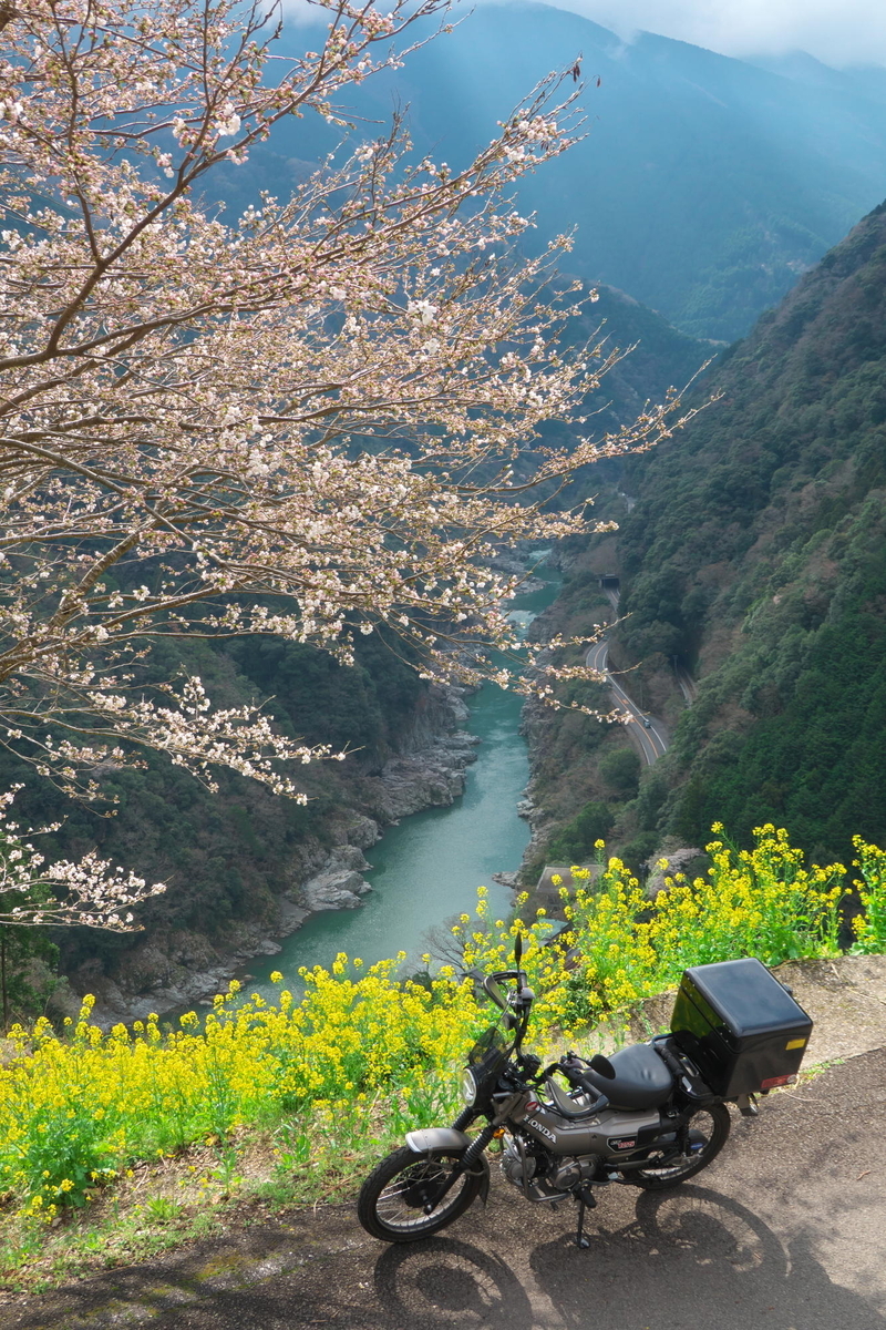 定福寺・天空の菜の花畑・有瀬の一本桜 春の花高知ツーリング - 蒼天快走記