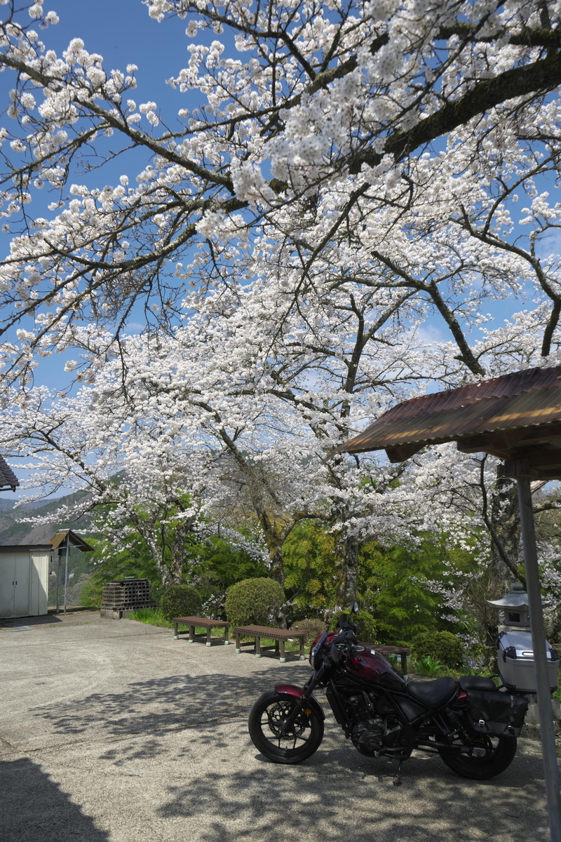 桜プチツーリング再び 川崎空薬師堂と信正の一本桜 - 蒼天快走記