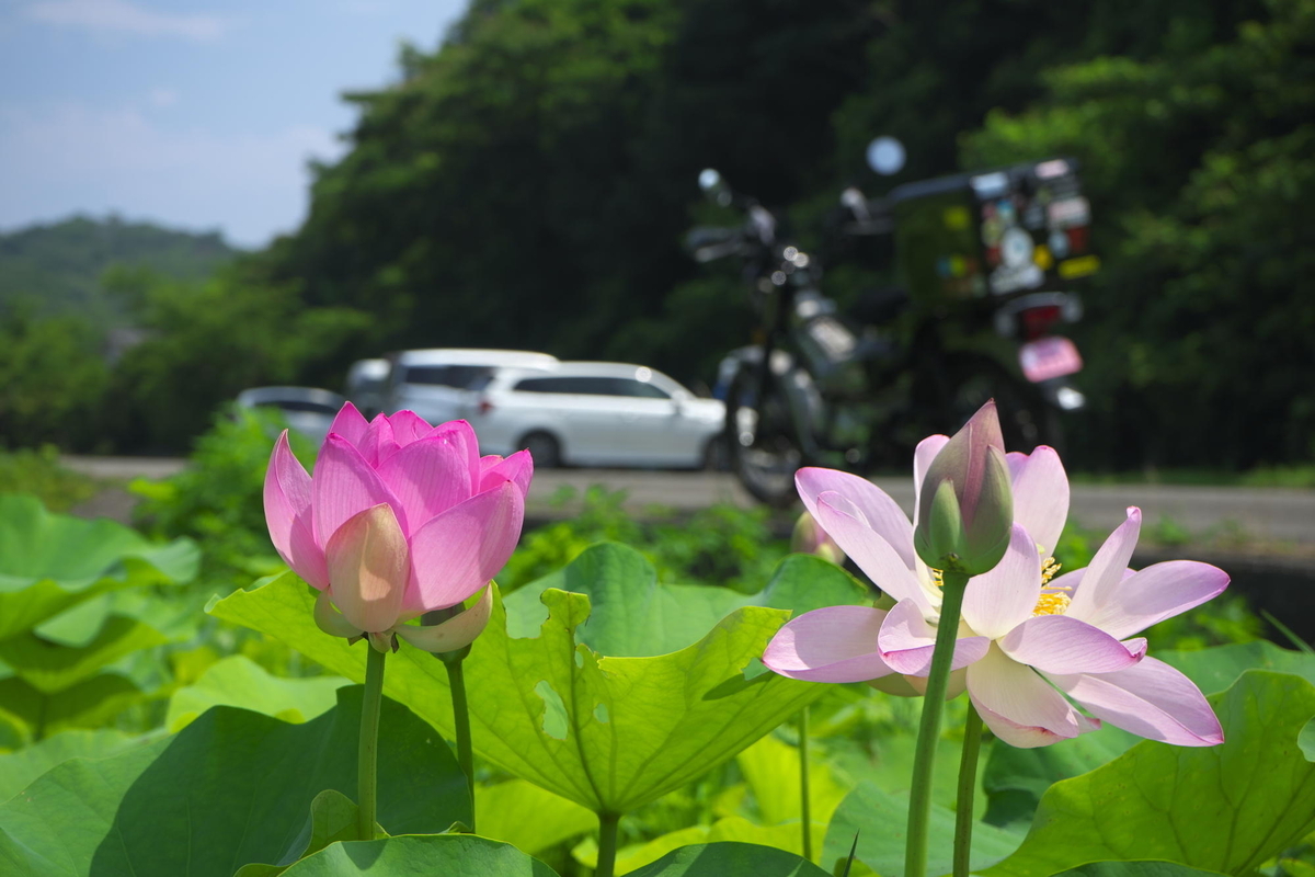蓮花 恒例 鳴門古代蓮ショートツーリング - 蒼天快走記