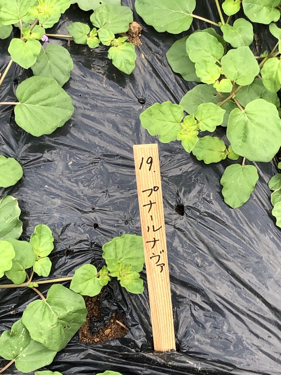 f:id:ganapati88:20200217120642j:plain