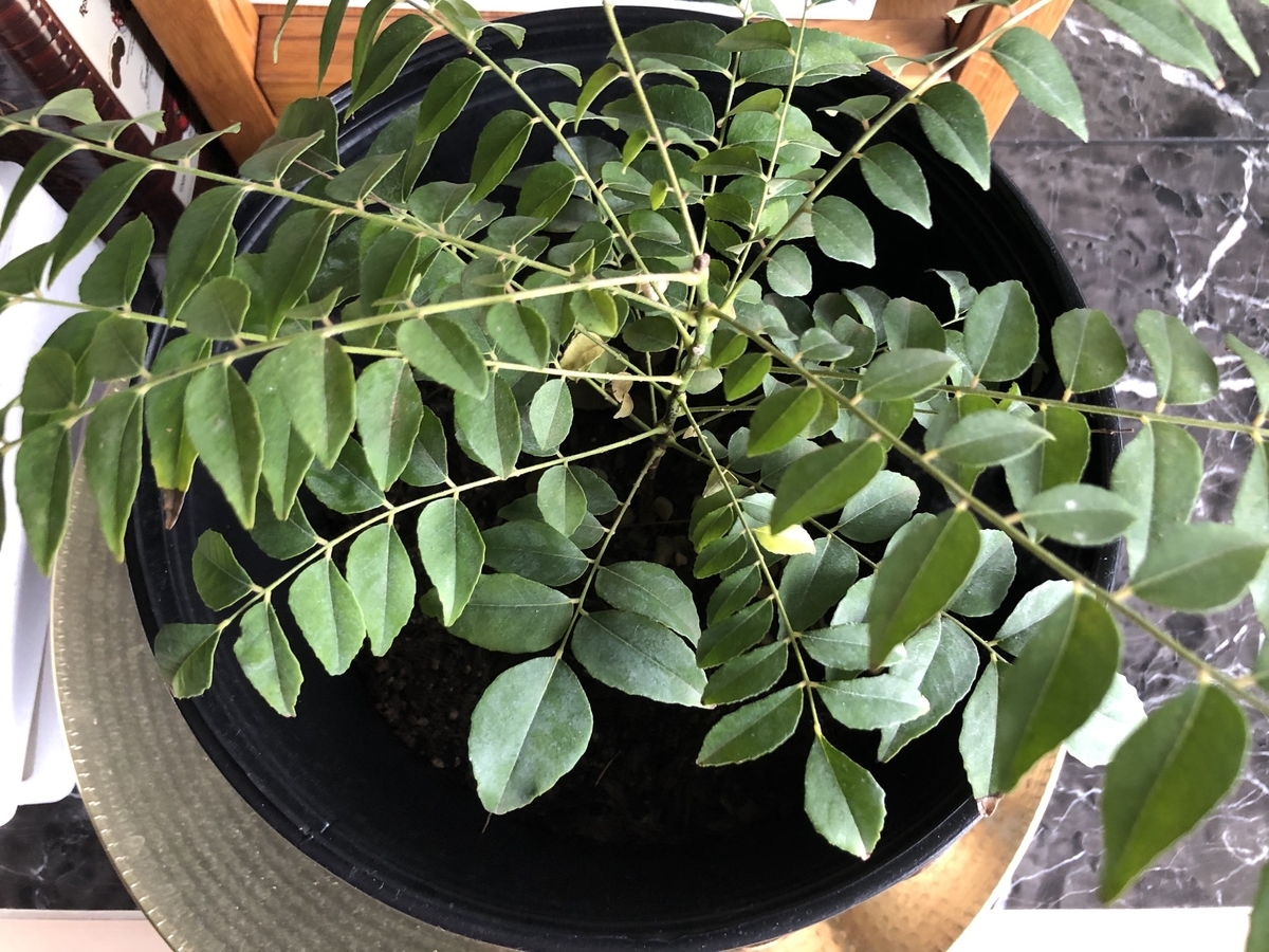 f:id:ganapati88:20200323080905j:plain