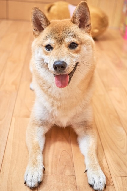 f:id:ganbaru314:20190218001717j:plain