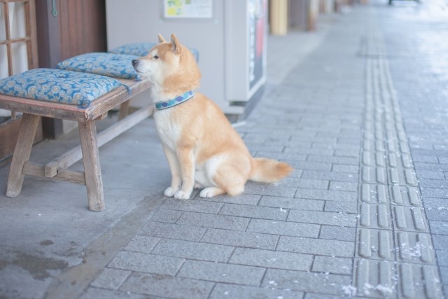 f:id:ganbaru314:20190218001749j:plain