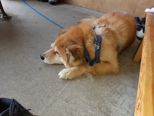 f:id:ganbarubi:20190505125308j:image