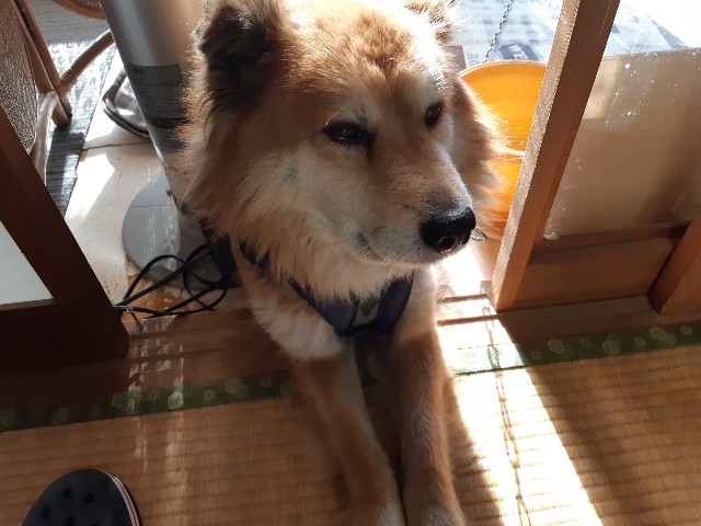 f:id:ganbarubi:20190524065322j:image