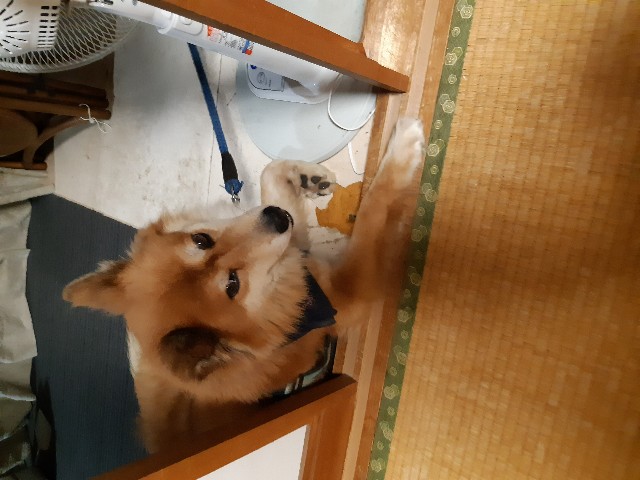 f:id:ganbarubi:20190820083908j:image