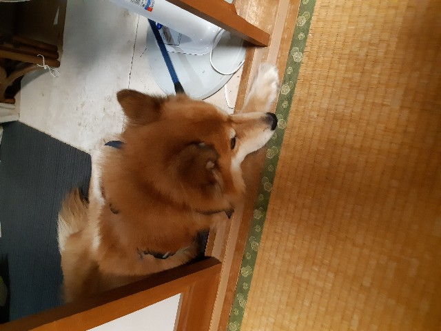 f:id:ganbarubi:20190820083921j:image