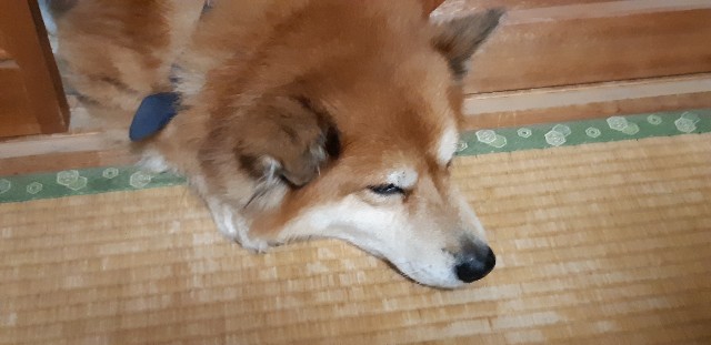 f:id:ganbarubi:20191018155554j:image f:id:ganbarubi:20191018155554j:image