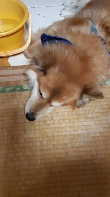 f:id:ganbarubi:20200529083913j:image f:id:ganbarubi:20200529083913j:image