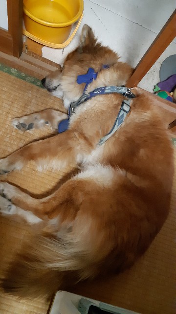 f:id:ganbarubi:20200529083926j:image f:id:ganbarubi:20200529083926j:image