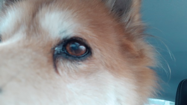 f:id:ganbarubi:20211207105741j:plain