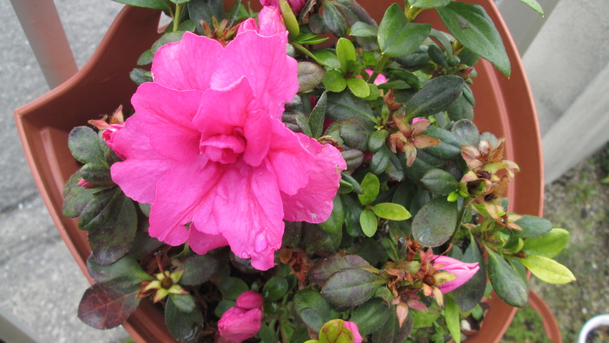 f:id:ganbausa:20190319014655j:plain