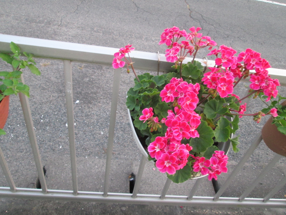 f:id:ganbausa:20190801060850j:plain