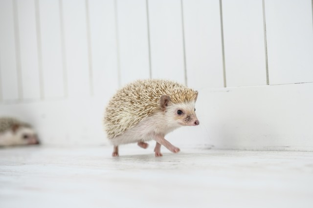 f:id:ganesakun:20171223101108j:plain