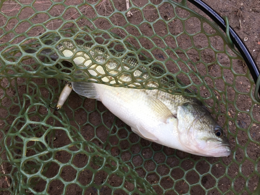 f:id:ganesakun:20180226231204j:plain