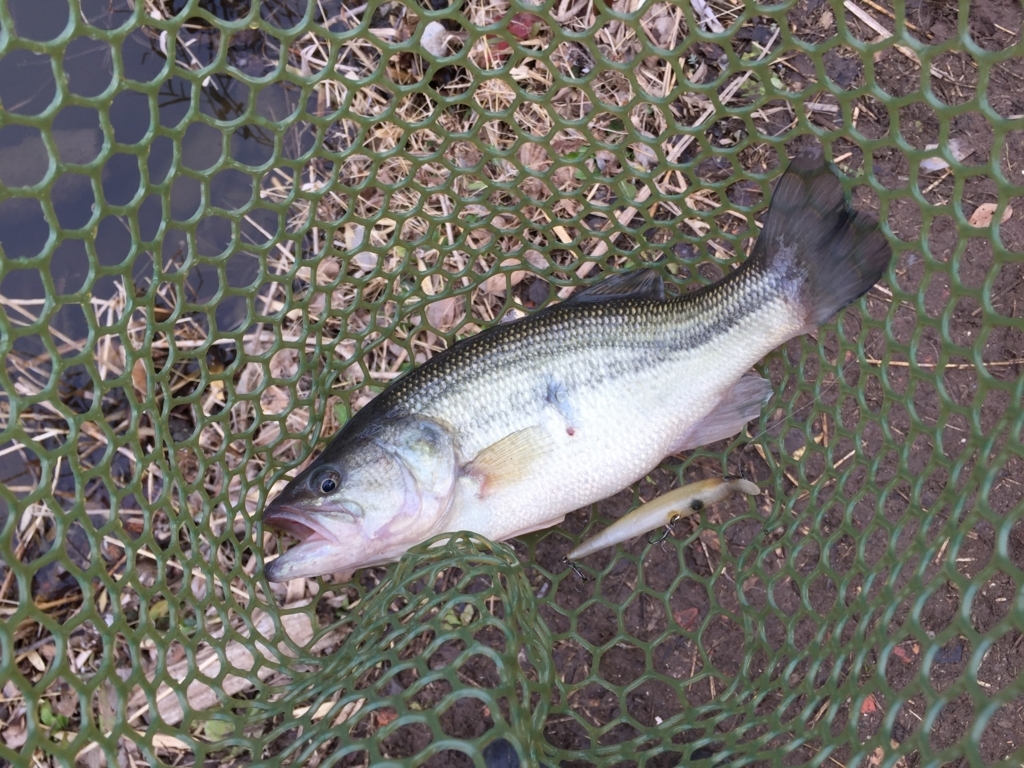 f:id:ganesakun:20180226231227j:plain