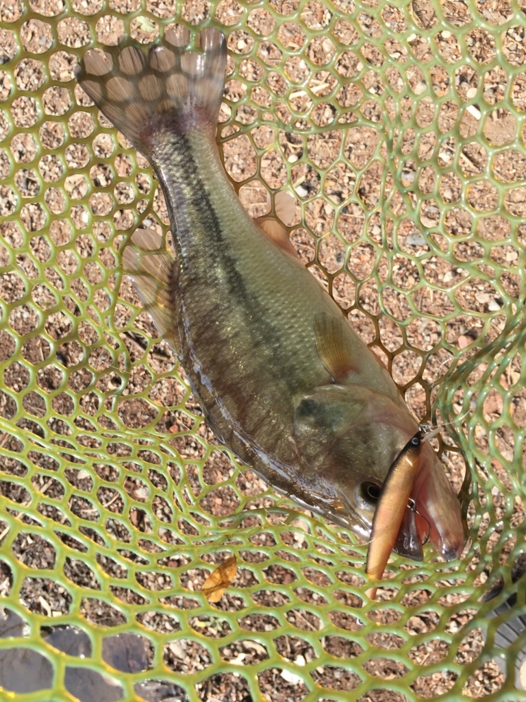 f:id:ganesakun:20180226231328j:plain